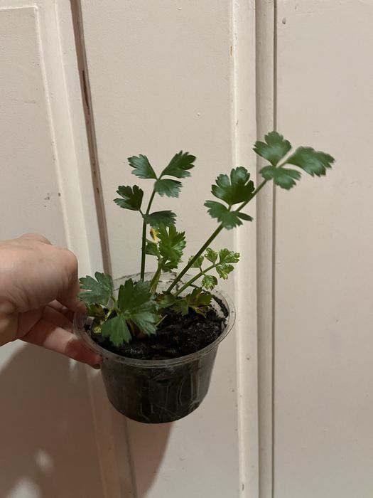 Растение Сельдерей (свежая зелень)