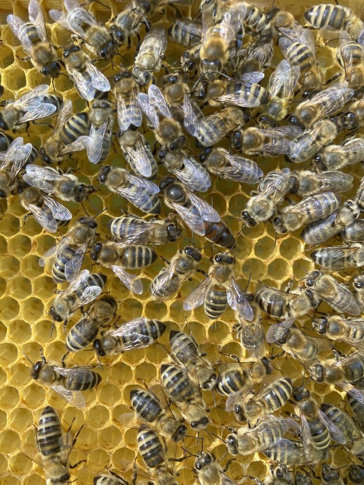 Matki pszczele naturalnie unasiennione od ręki czerwiące Krainki