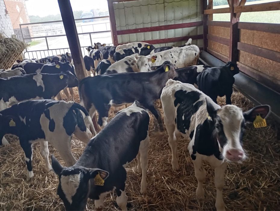 Sprzedam byki samodzielne