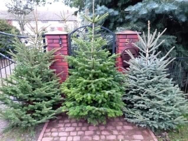 żywe choinki z dostawą