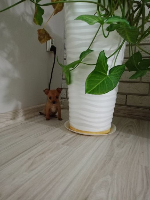 Ratlerek miniaturka piesek