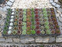 Sempervivum, Sukulent, Rojnik, podziękowanie dla gości, mix 12 odmia