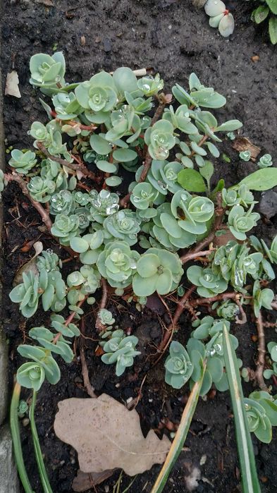 Хости, кам'яні рози, седуми, брунера, фізостегія та багато інших