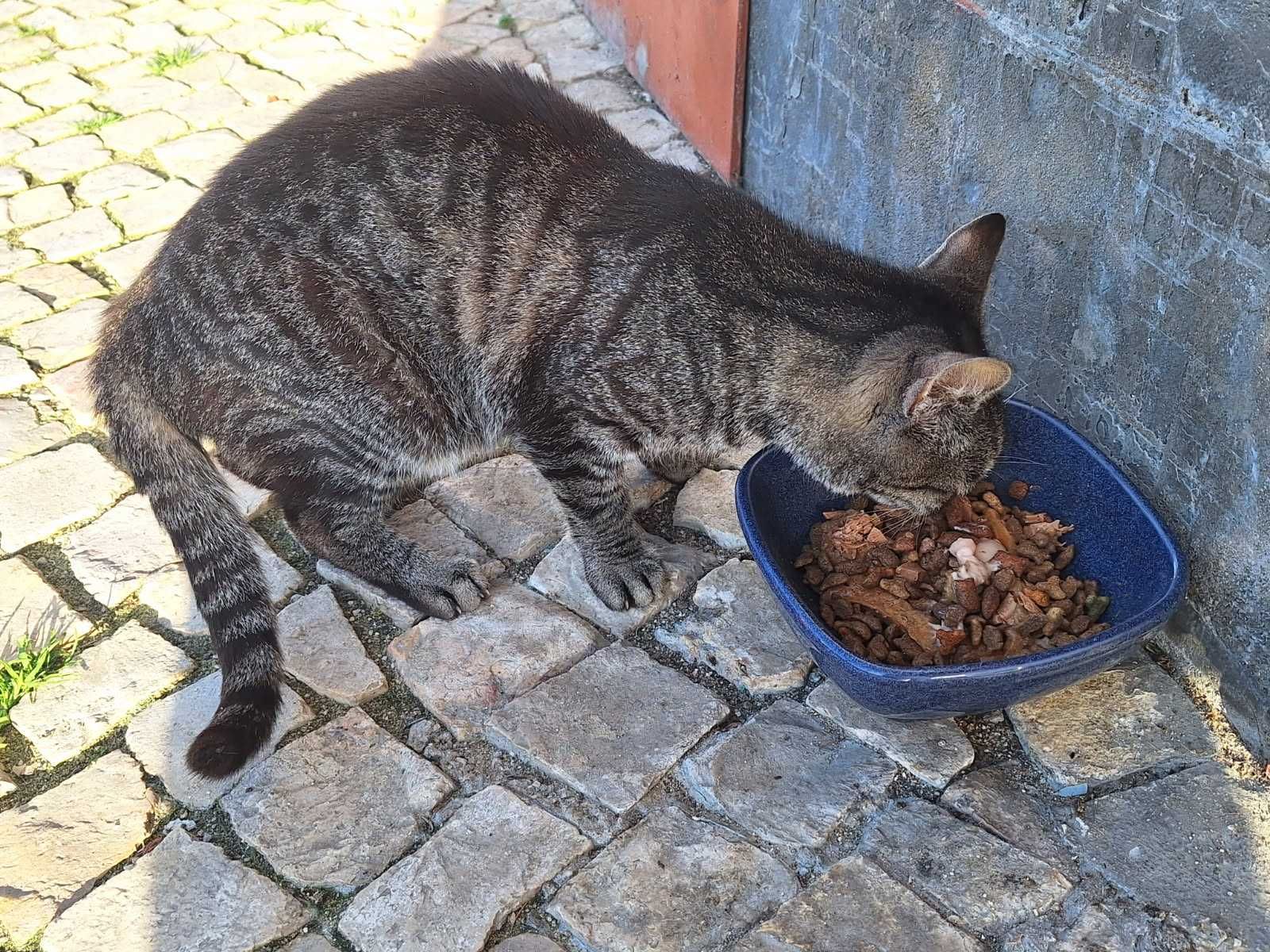 Gatinha para adoção.