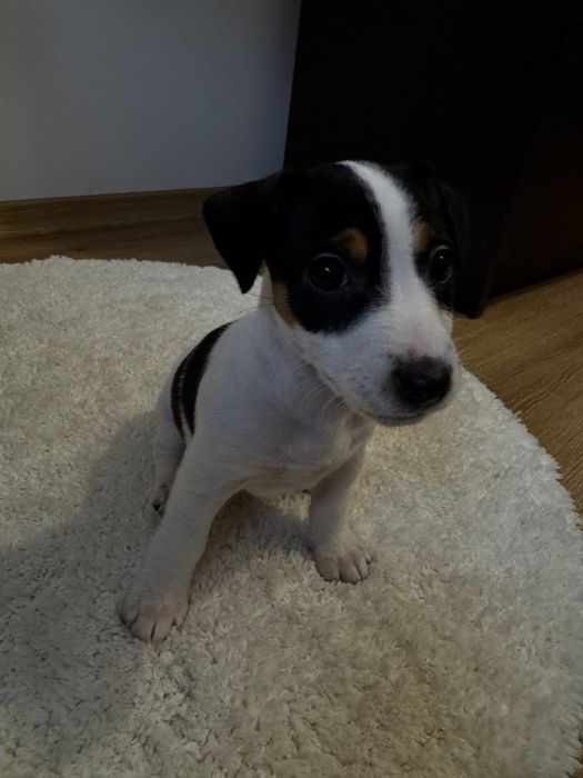 Готуються до продажу цуценята Джек рассела