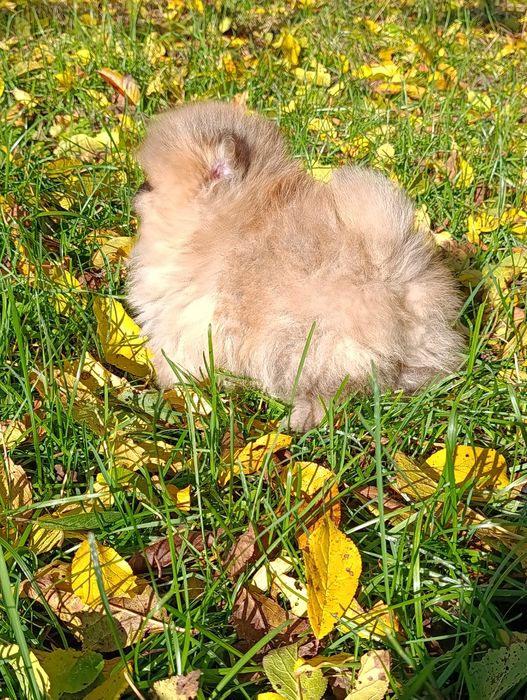 Szpic miniaturowy pomeranian piesek