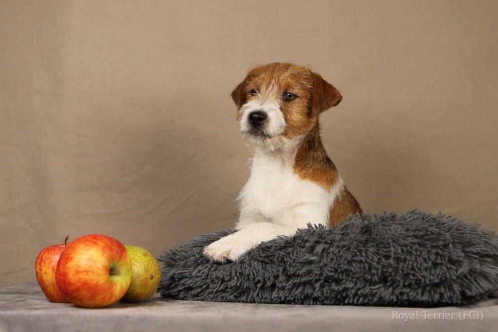 piesek Jack Russell terrier ZKWP/FCI