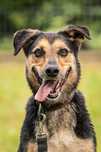 Burbon do adopcji!