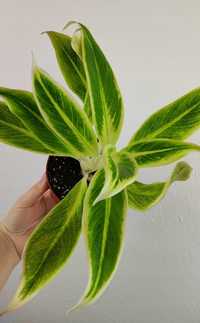 Aglaonema Lipstick Green 20 cm