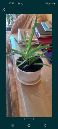 Kwiat aloes aloes