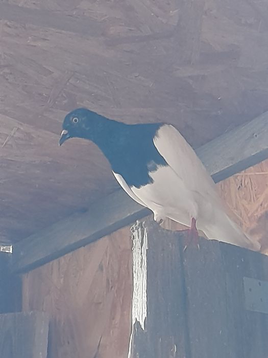 Gołębie ciemne i ciemne koroniate 7 sztuk