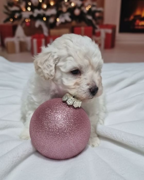 Cachorro caniche anão