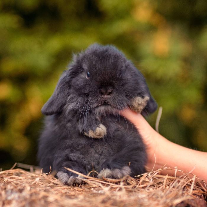 Karzełek teddy mini lop karzełek baranek dowóz z kierowcą