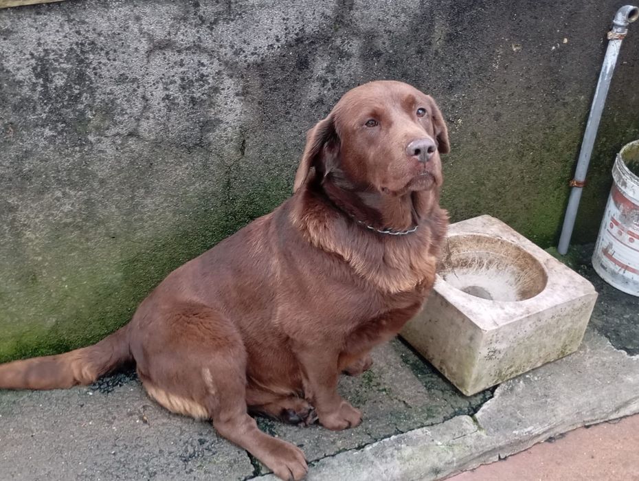 2 labrador as chocolate fêmeas.