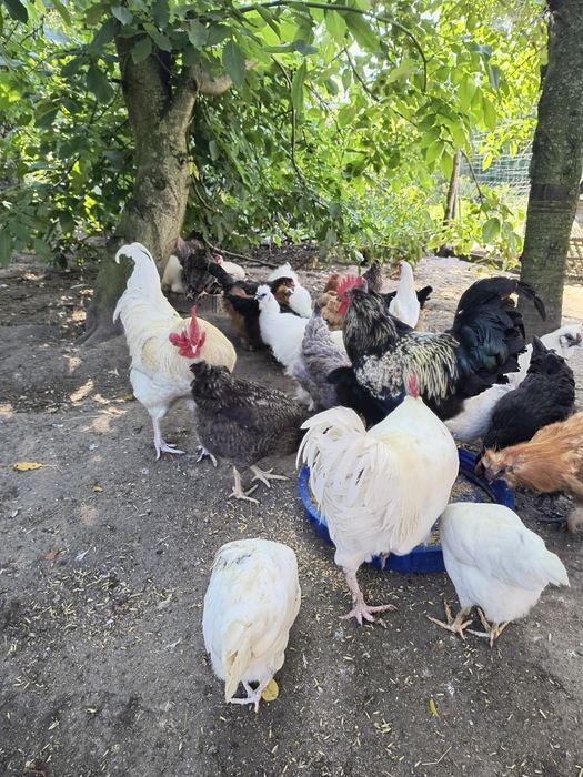 Jajka lęgowe od mix niosek, kurczaki