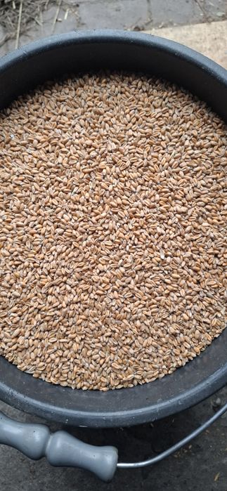 Pszenica ozima Alegoria po centrali