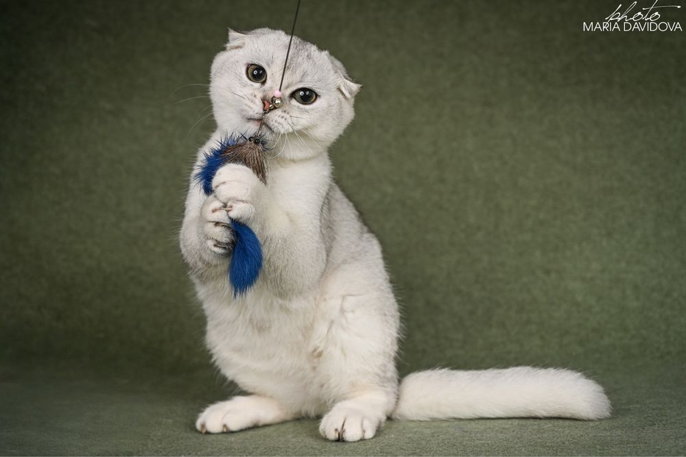 Yago шотландец 4,5 месяца