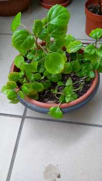 Kwiaty doniczkowe begonia geranium