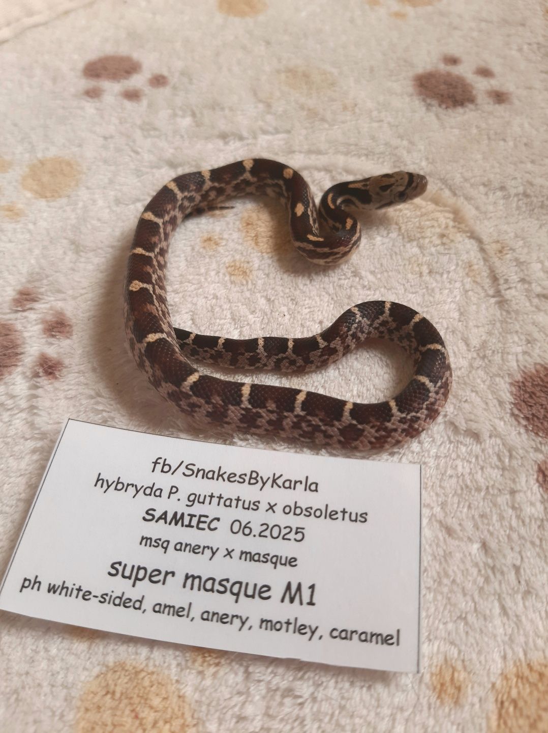 Wąż hybryda zbożówka x obsoleta, nadaje się na pierwszego