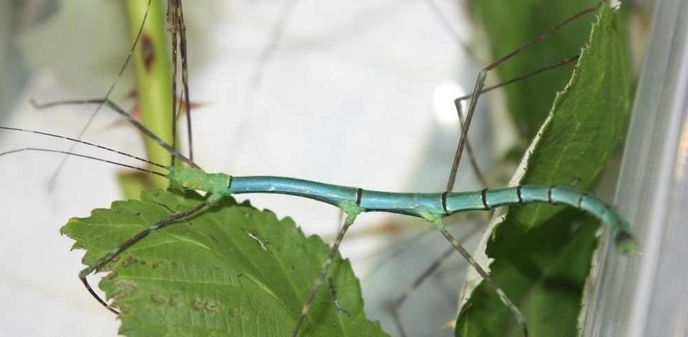 Mysterry box z owadami straszyki ślimaki patyczaki izopody