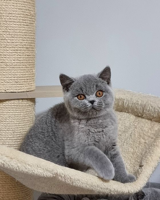 Gatinho British azul.