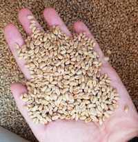 Продам пшеницю, 4.50грн/кг
