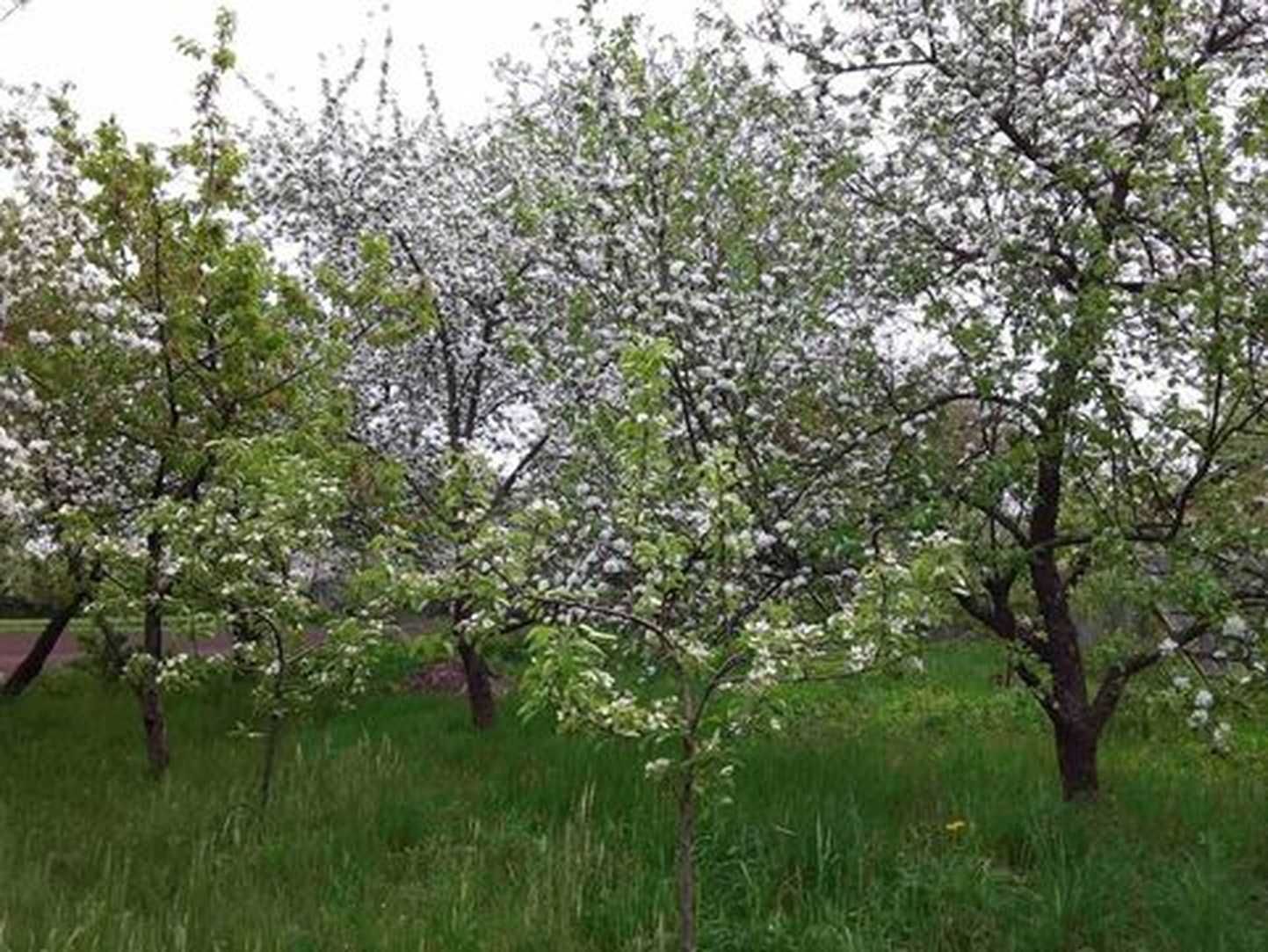 Продам будинок в селі