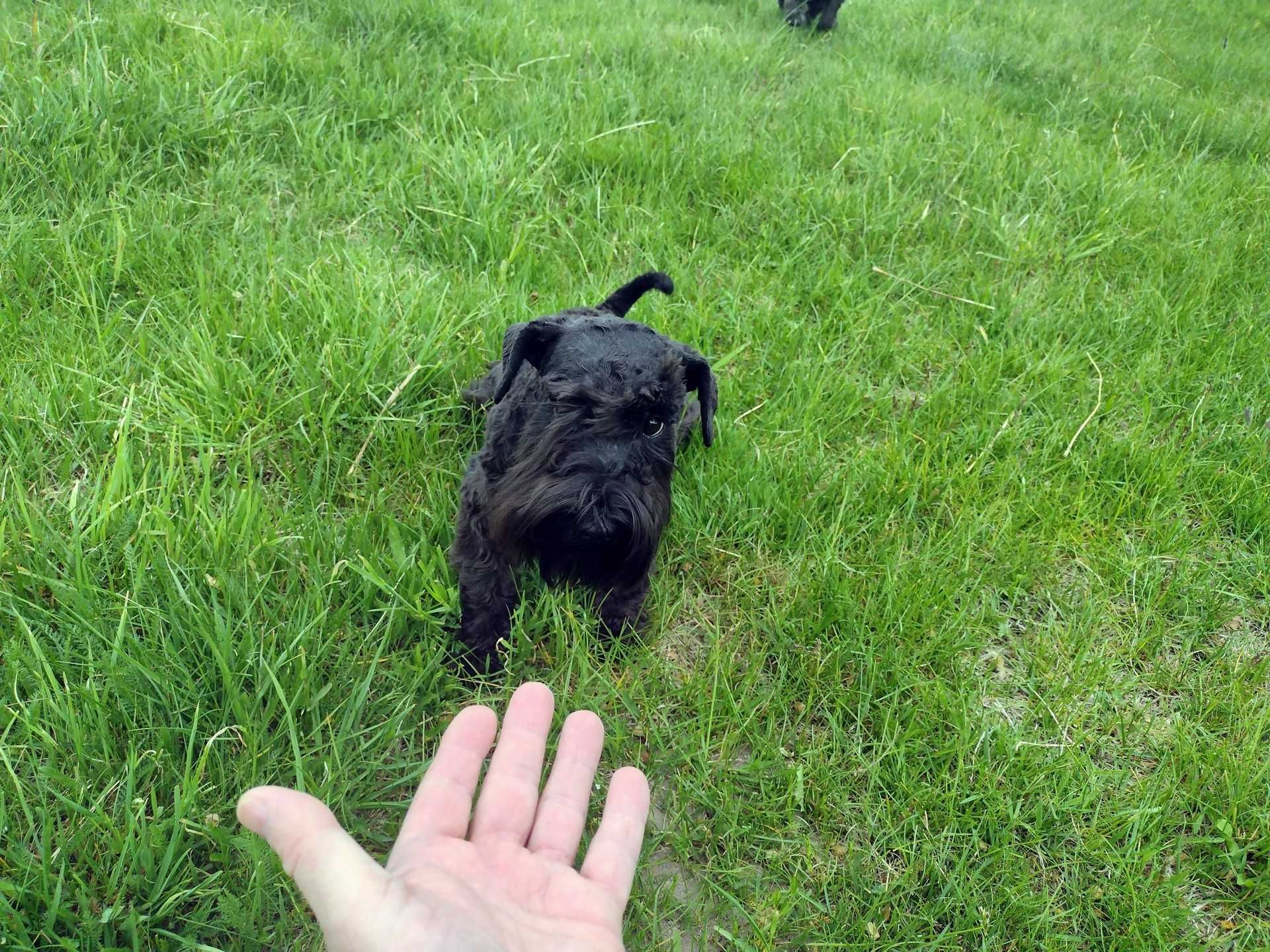 Oddam szczenię z matką sznaucer miniaturowy