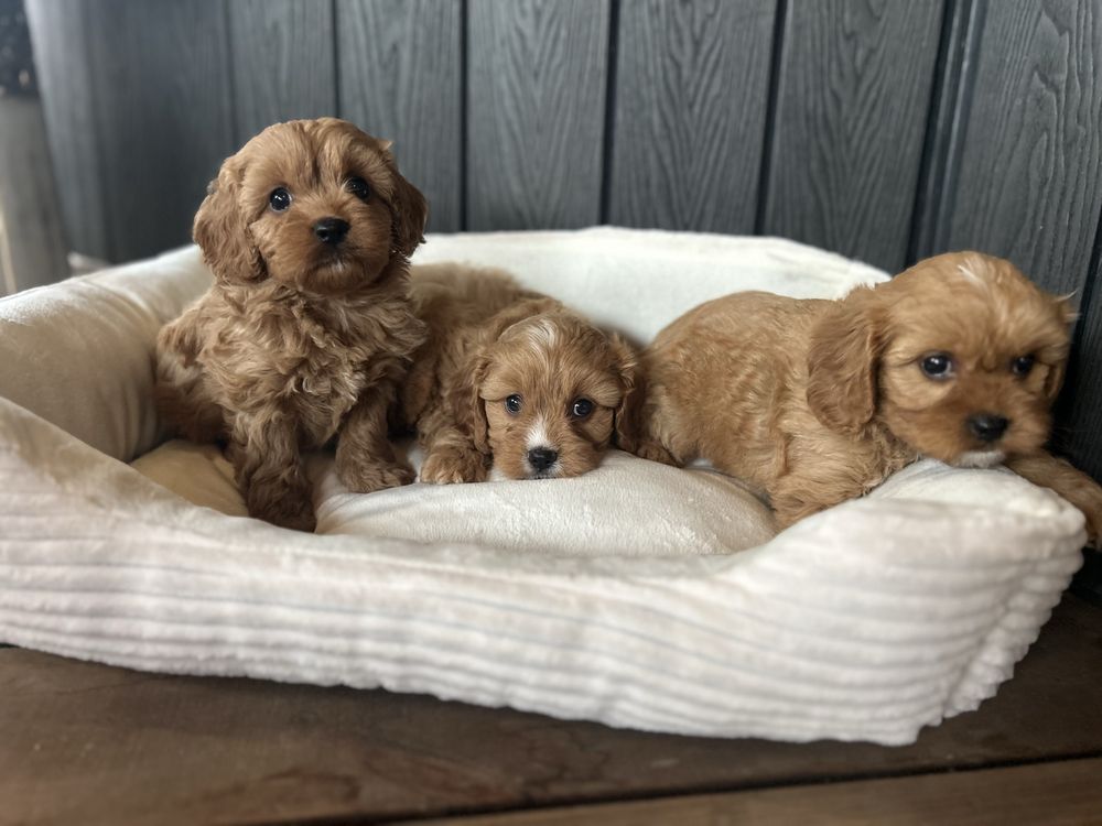 Cavapoo sunia F1
