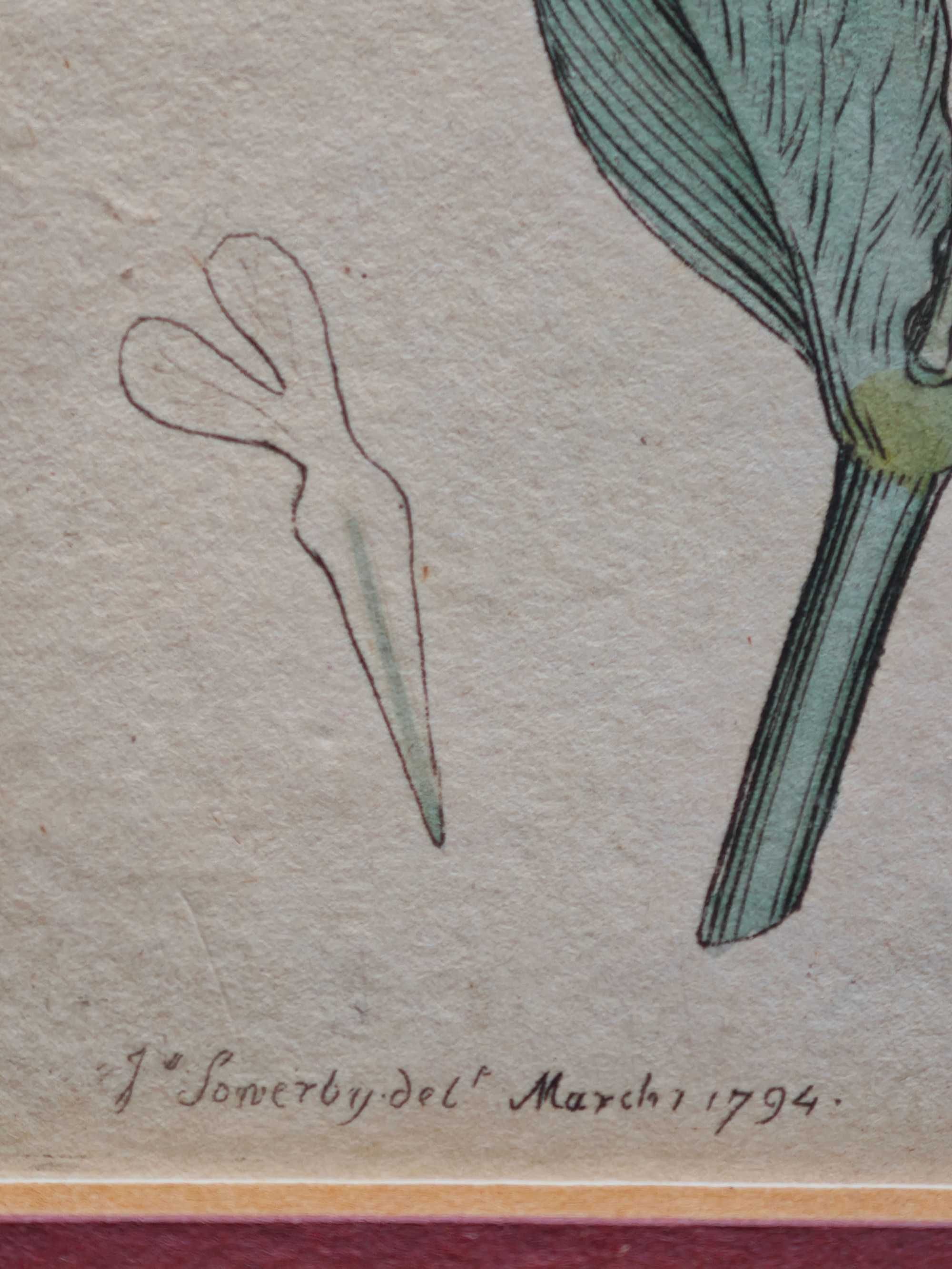 kolekcja 3x2=6 xrycin English Botany z 1794 r  I wydanie James Sowerby