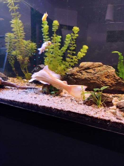 Glonojad lamparci mega duży ok 40cm