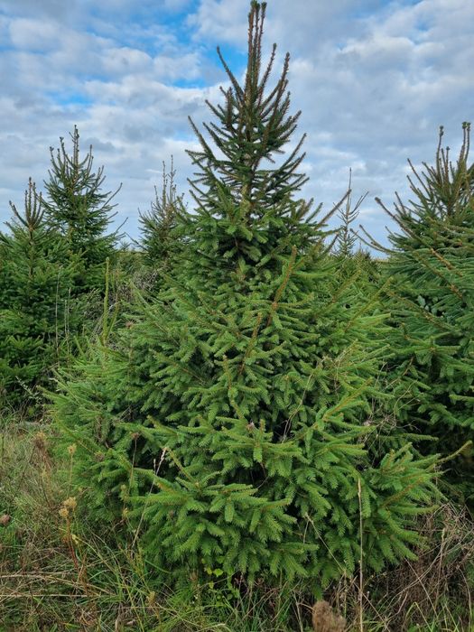 Choinki świerk zwykły , srebrny