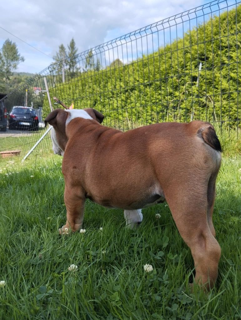 Buldog angielski FCI piesek