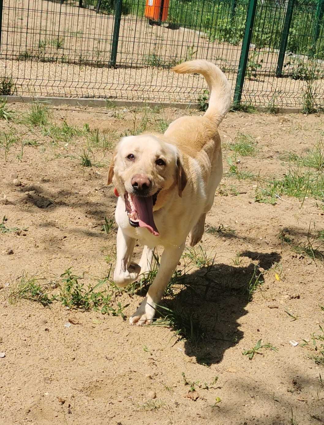 Texas w typie labrador retrievera - schronisko