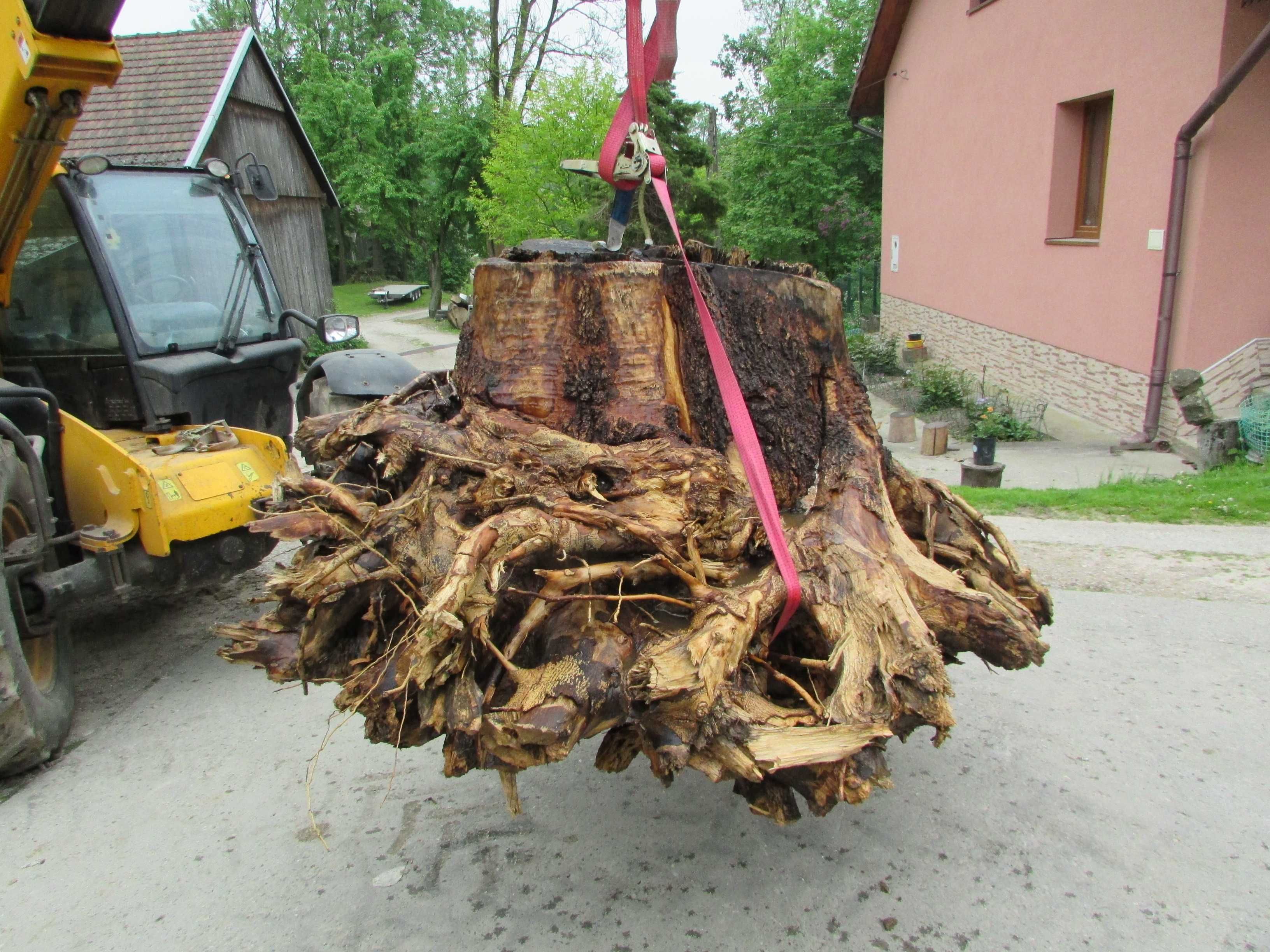 Korzeń pień Jesiona