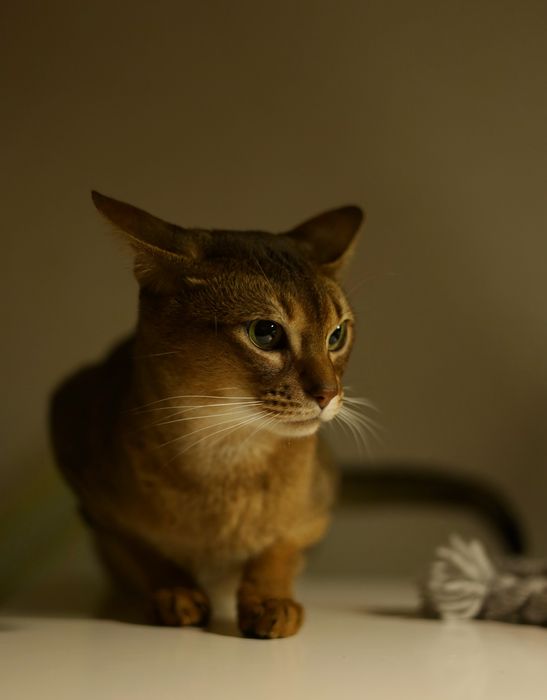 Вязка Абиссинский кот