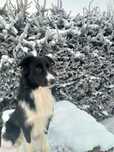 Pies rasy border collie