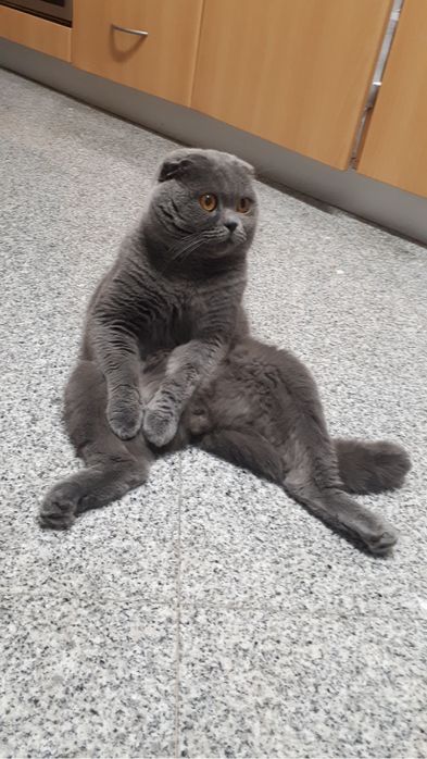 Macho scottish fold para acasalar