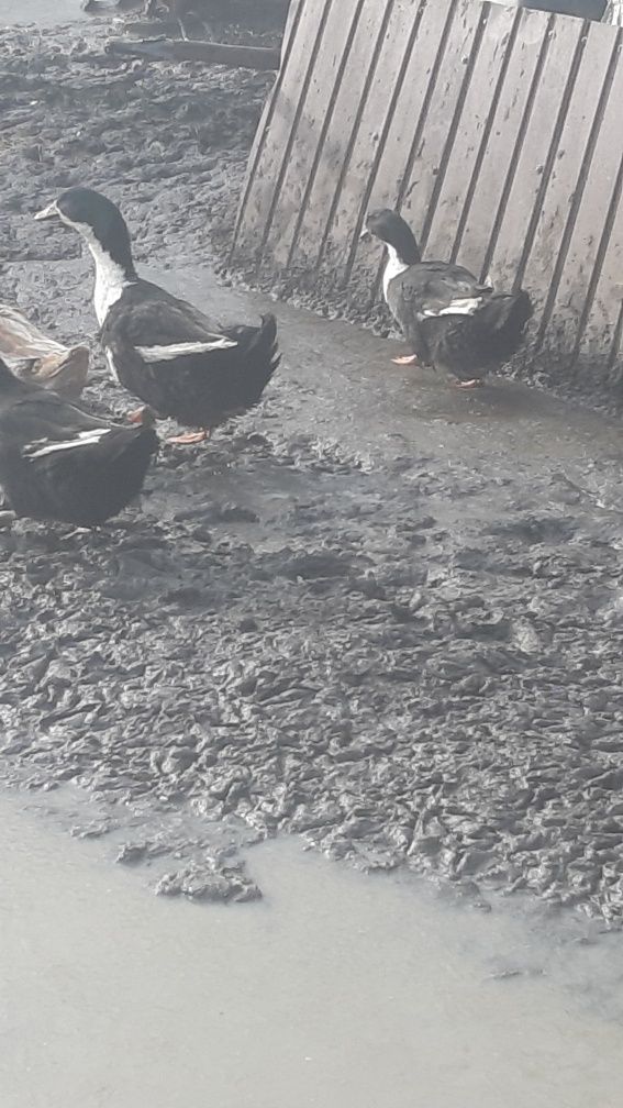 Sprzedam kaczki dworki