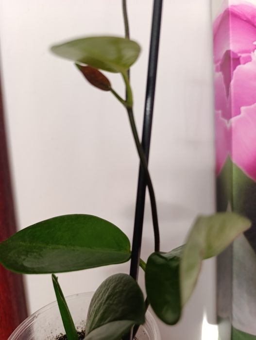 Hoya Carnosa Tricolor i inne