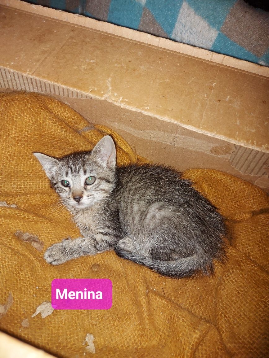 2 gatinhos bebés para adoção