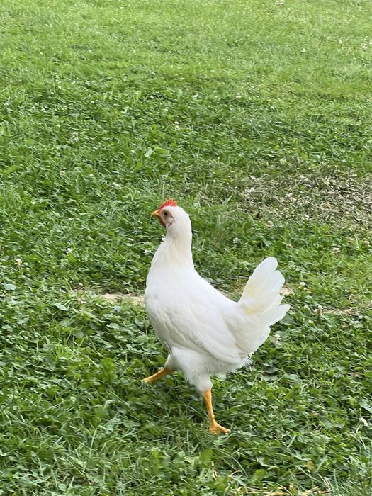 Kogutki Leghorn - 3 miesiące
