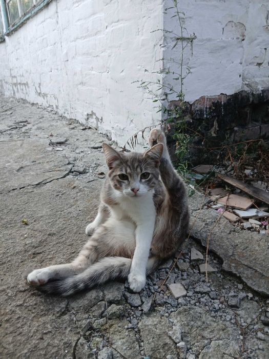 Котенята-мишолови у добрі руки