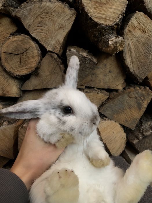 Królik miniaturka karzełek