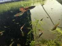 Pack de 20 guppys