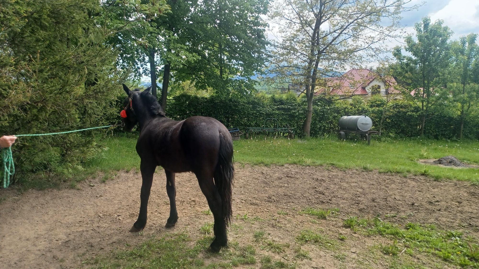 Sprzedam Ogierka