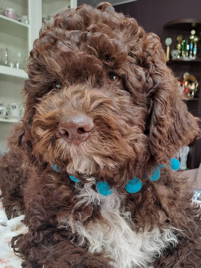 Szczeniaki lagotto romagnolo