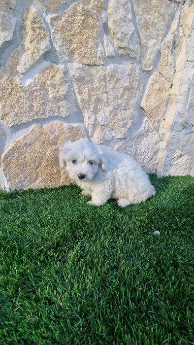 Bichon Maltês Macho