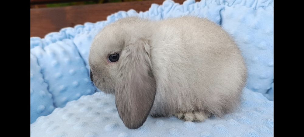 Декоративний міні, вісловухий кролик, mini lop