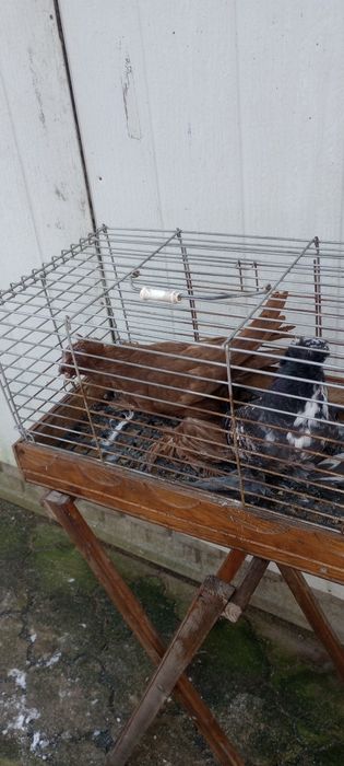 Gołębie ozdobne Turkoty niemieckie dwuczube Sztrasery